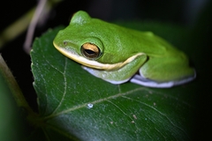 Zhangixalus leucofasciatus