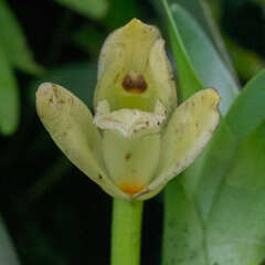 Maxillaria anceps