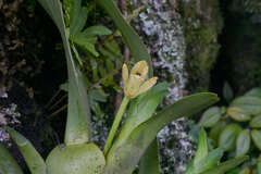 Maxillaria anceps