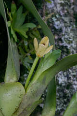 Maxillaria anceps