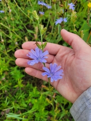 Cichorium intybus