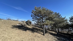 Pinus tabuliformis