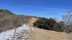 Pinus tabuliformis