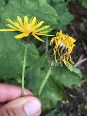 Crepis pyrenaica