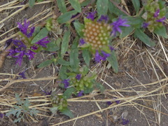 Monardella breweri lanceolata