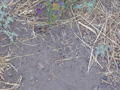 Monardella breweri lanceolata