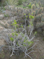 Bridgesia incisifolia