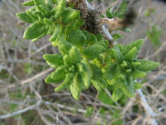 Ophryosporus triangularis