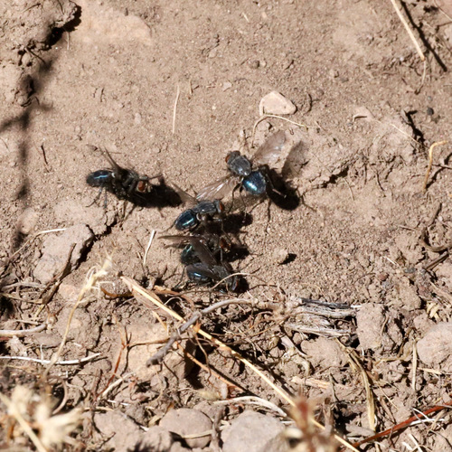 iNaturalist observation photo of Compsomyiops callipes