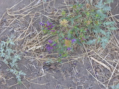 Monardella breweri lanceolata