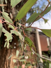 Paropsisterna selmani