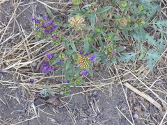 Monardella breweri lanceolata