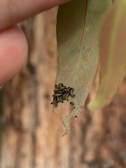 Paropsisterna selmani