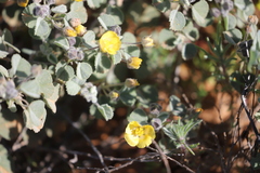 Abutilon otocarpum