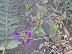 Monardella breweri lanceolata