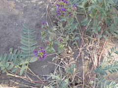 Monardella breweri lanceolata