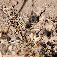 Compsomyiops callipes