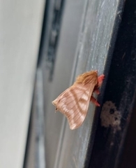 Hylesia dalina