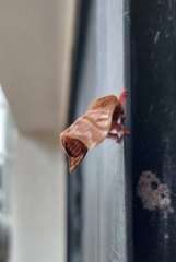 Hylesia dalina