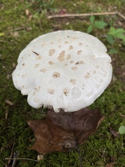 Amanita