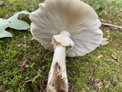 Amanita