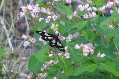 Gnophaela latipennis