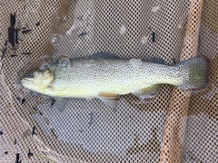Oncorhynchus apache