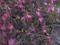 Calliandra chilensis