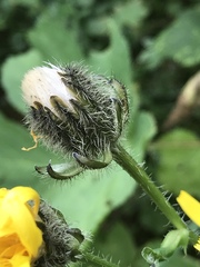 Crepis pyrenaica