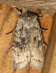 Lithophane antennata