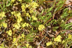 Arabidella nasturtium