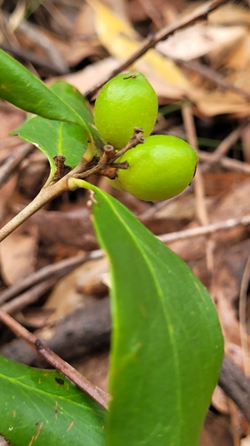 Image of Persoonia laurina by (c) Eamonn Culhane, some rights reserved (CC BY)