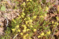 Arabidella nasturtium