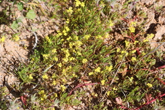 Arabidella nasturtium