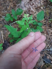 Campanula prenanthoides