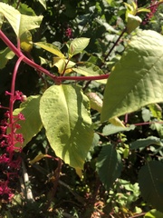 Phytolacca americana