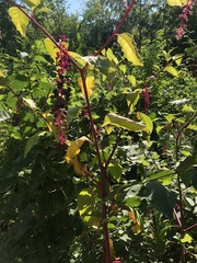 Phytolacca americana
