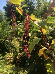 Phytolacca americana