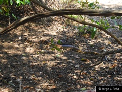 Falcon Indigo Snake photo 1