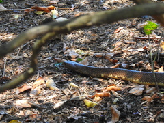 Falcon Indigo Snake photo 2