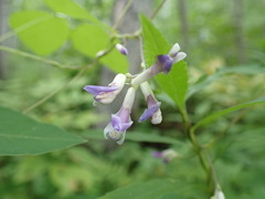 Amphicarpaea bracteata bracteata