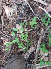 Whipplea modesta