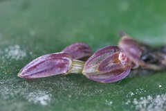 Pleurothallis matudana