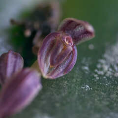 Pleurothallis matudana