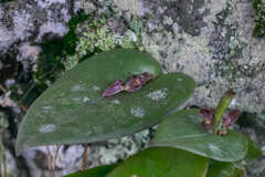 Pleurothallis matudana