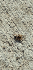 Habronattus festus