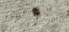 Habronattus festus