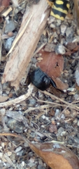 Pterostichus melanarius