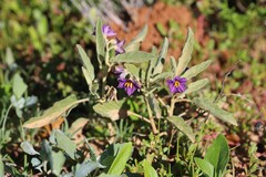 Solanum esuriale
