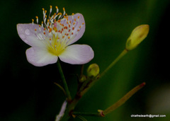 Cleome chelidonii